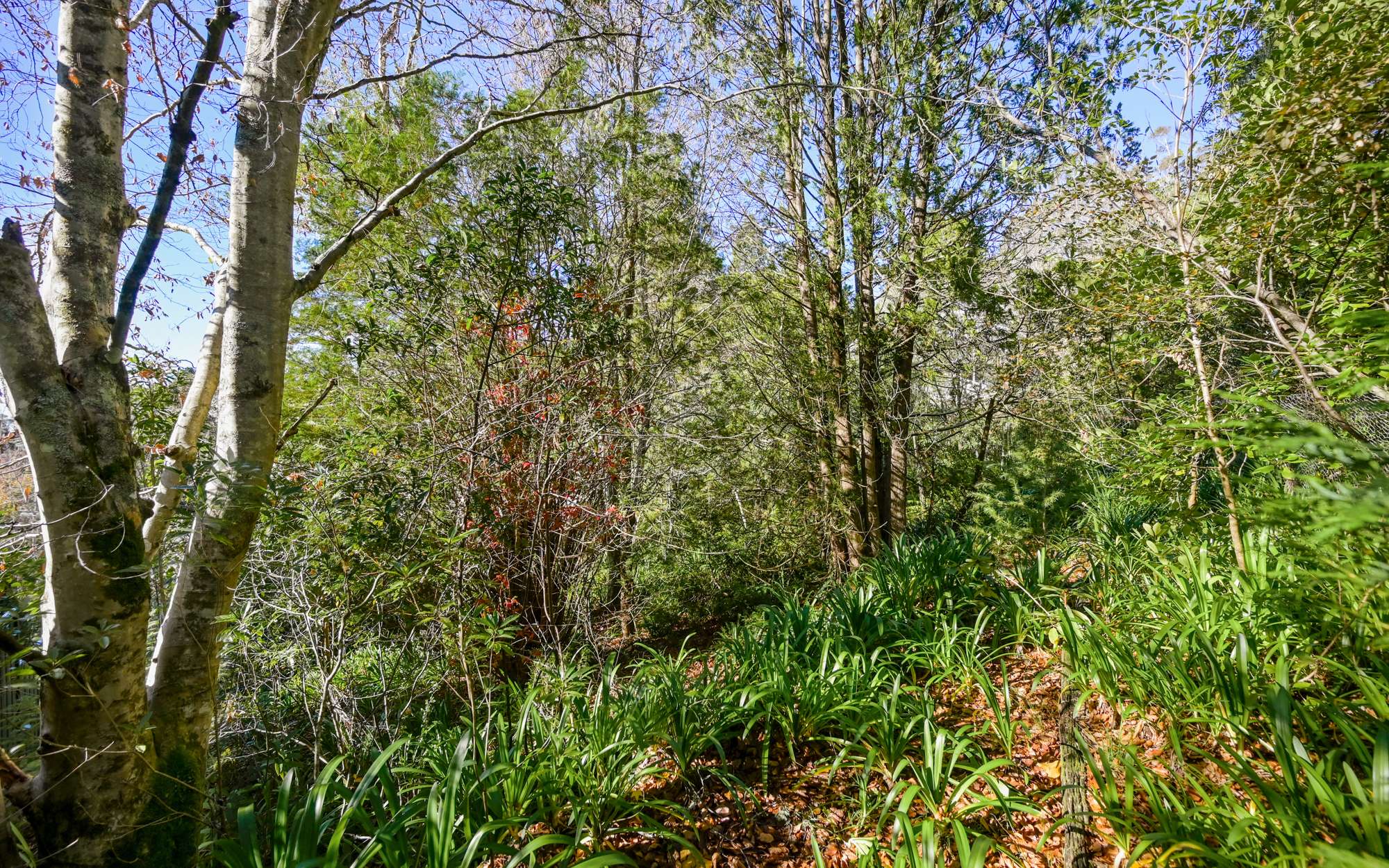 6 Rozelle Street, Wentworth Falls, NSW 2782 AUS