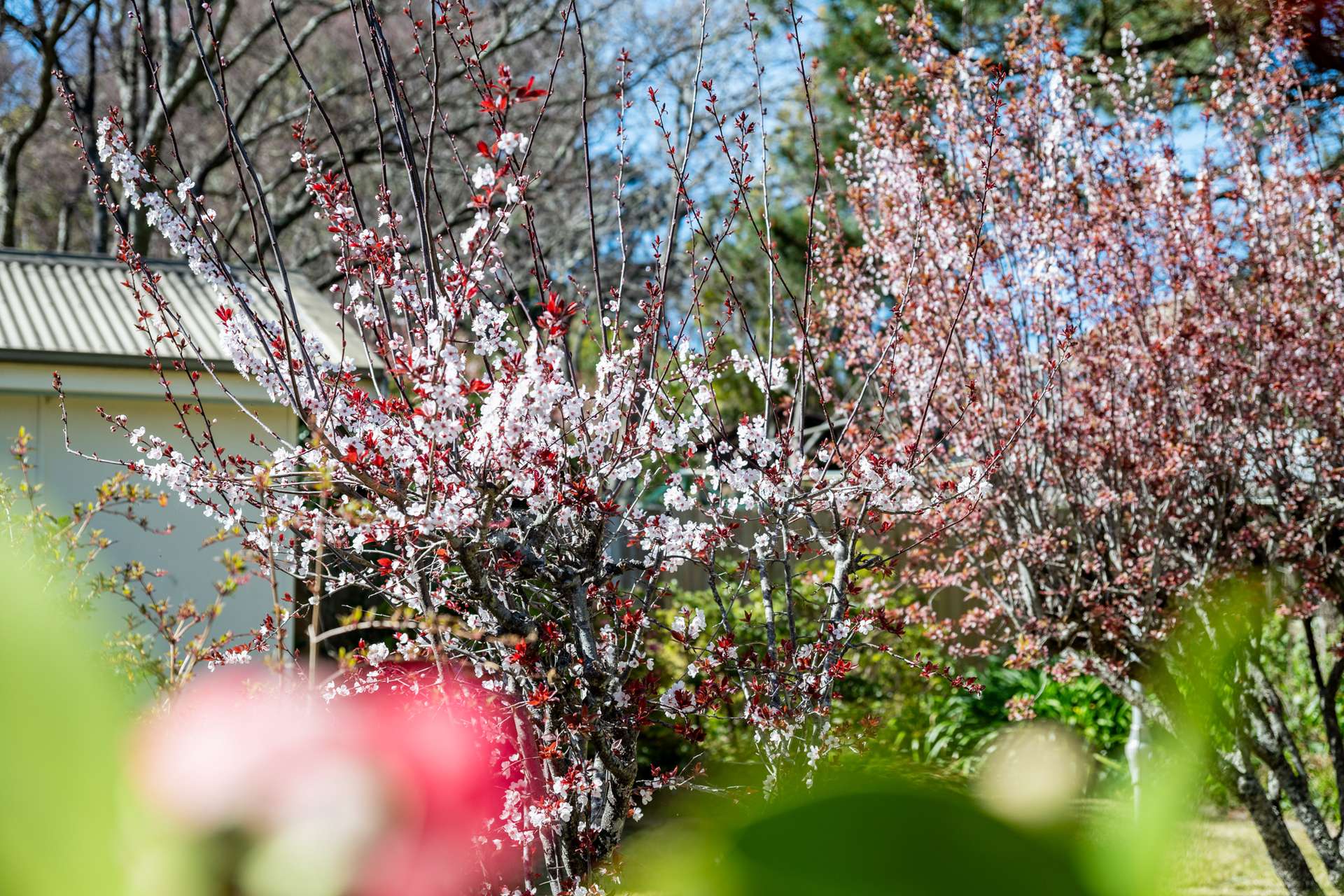 3 Coomonderry Street, Katoomba, NSW 2780 AUS